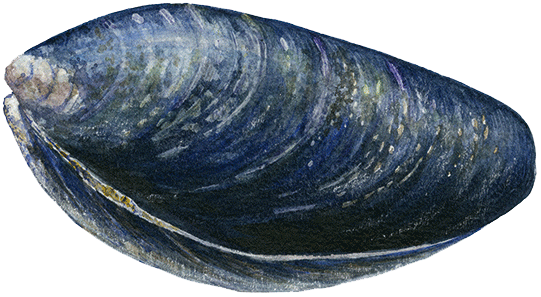 illustration av blåmussla