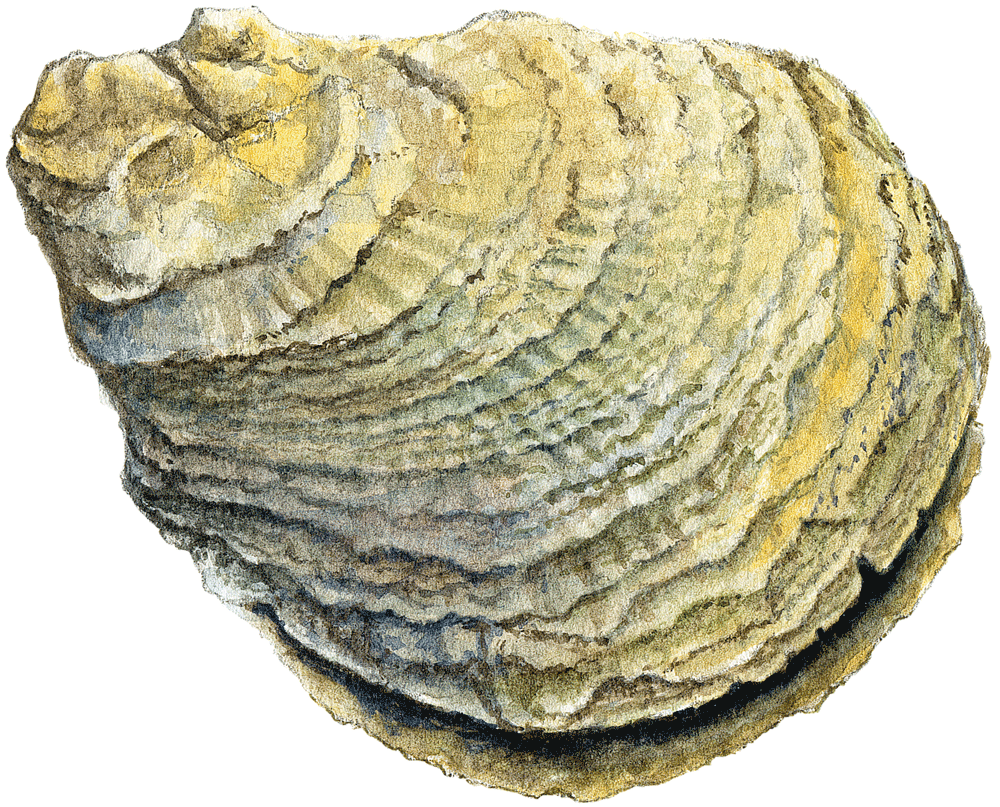 illustration av Europeiskt ostron